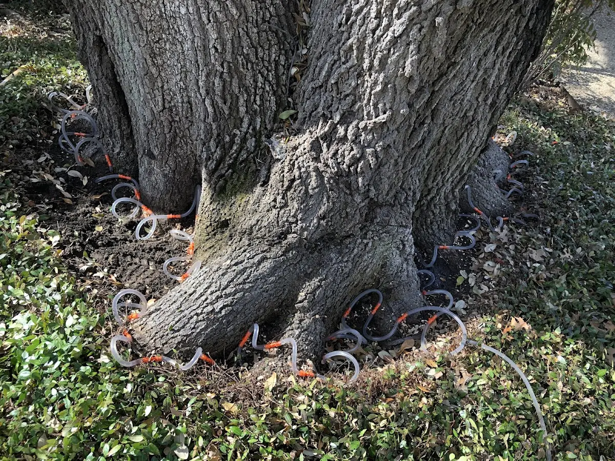 Detailed Tree Cabling and Bracing job site in Goose Creek