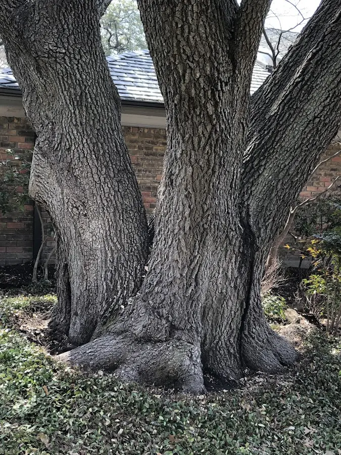 Mature heritage tree close to a Goose Creek property cared for by certified arborists